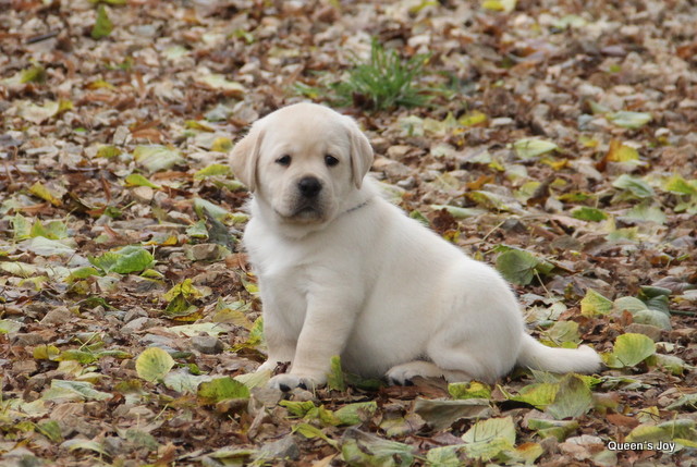 Roxa harrys 5 27 001