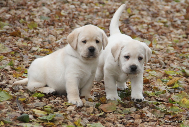 Roxa harrys 5 32 001