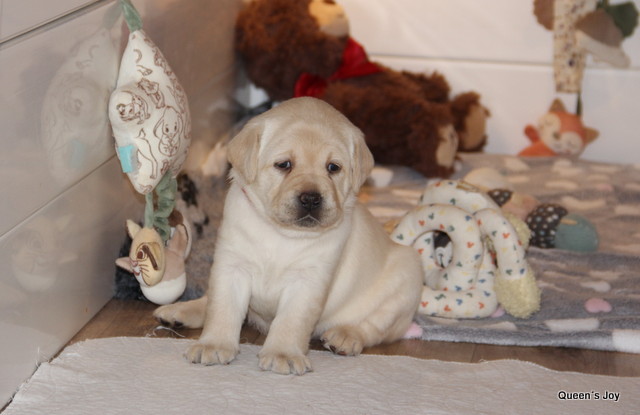 Roxy Harrys 4t 2 001