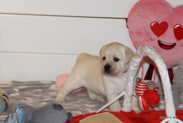 Roxy Harrys 4t 6 001