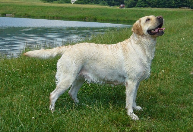janne2011